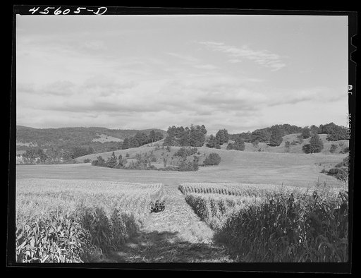 Untitled photo, possibly related to: Harvesting corn on a farm near Hinesburg, Vermont