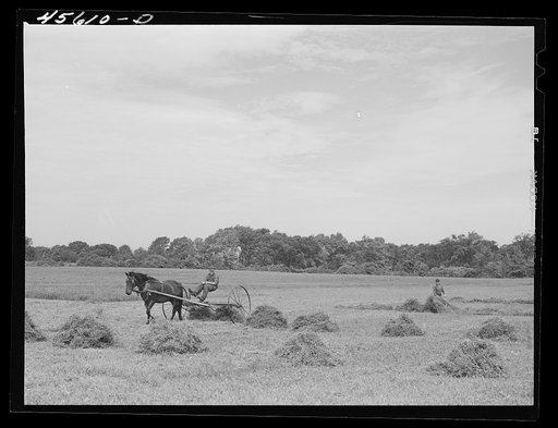 Raking alfalfa. Grand Isle County, Vermont