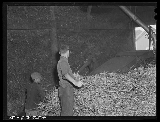Untitled photo, possibly related to: Threshing grain on the farm of Edward Grant, FSA (Farm Security Administration) client. East Alburg, Vermont