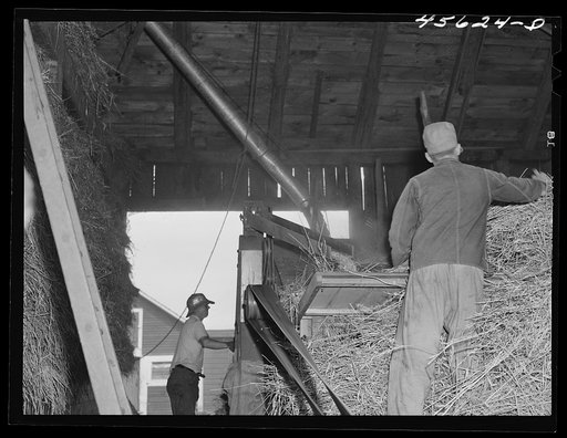 Threshing grain on the farm of Edward Grant, FSA (Farm Security Administration) client. East Alburg, Vermont