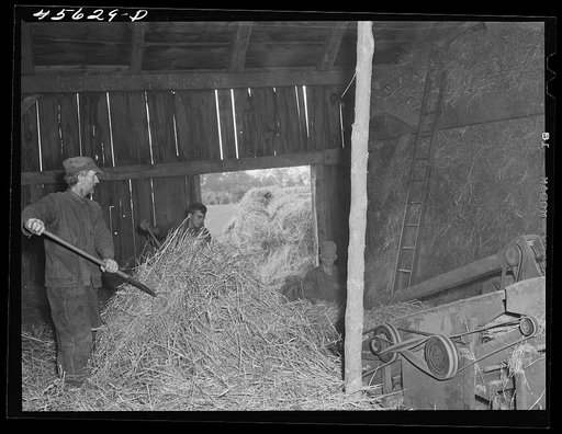 Threshing grain on the farm of Edward Grant, FSA (Farm Security Administration) client. East Alburg, Vermont