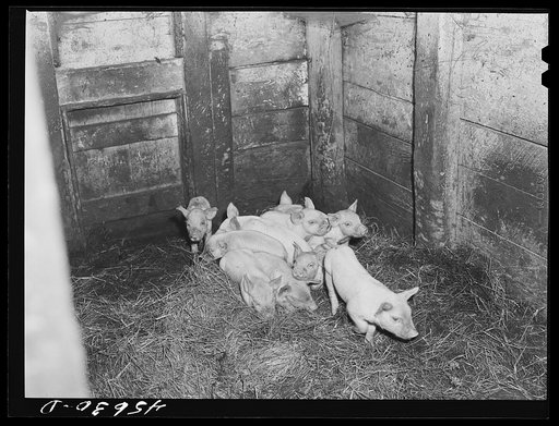 A litter of pigs on a farm near Burlington, Vermont