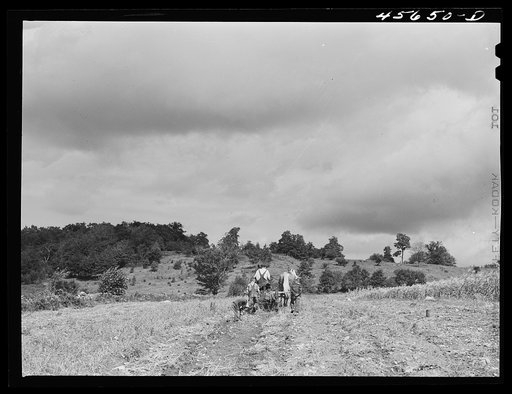 Untitled photo, possibly related to: Mr. William Gaynor and some of the children taking the wagon out to gather corn for the cows on their farm near Fairfield, Vermont