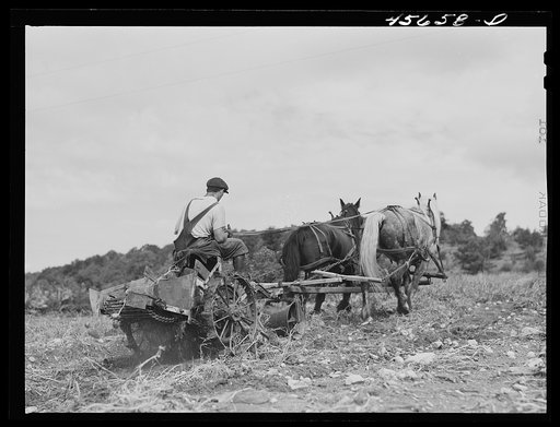 Untitled photo, possibly related to: William Gaynor, FSA (Farm Security Administration) dairy farmer near Fairfield, Vermont