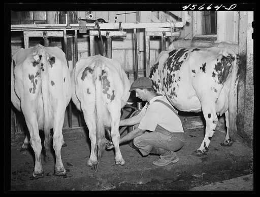 William Gaynor, FSA (Farm Security Administration) dairy farmer, adjusting the milking machine on their farm near Fairfield, Vermont