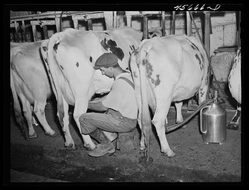 William Gaynor milking one of his cows on his farm near Fairfield, Vermont