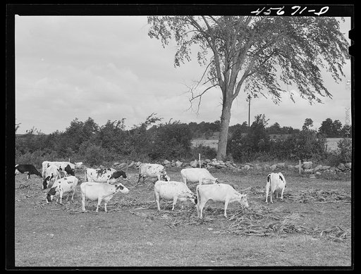 Cows belonging to William Gaynor, FSA (Farm Security Administration) dairy farmer near Fairfield, Vermont