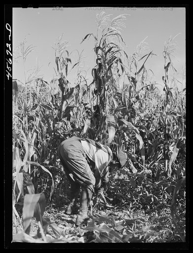 Untitled photo, possibly related to: William Gaynor, FSA (Farm Security Administration) dairy farmer, in his cornfield near Fairfield, Vermont
