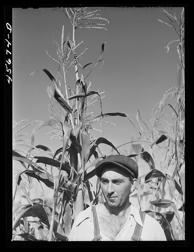 William Gaynor, FSA (Farm Security Administration) dairy farmer, in his cornfield near Fairfield, Vermont