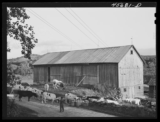 Getting the cows into the barn to be milked, on the farm of William Gaynor, FSA (Farm Security Administration) dairy farmer near Fairfield, Vermont