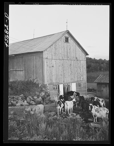 Getting the cows into the barn to be milked, on the farm of William Gaynor, FSA (Farm Security Administration) dairy farmer near Fairfield, Vermont