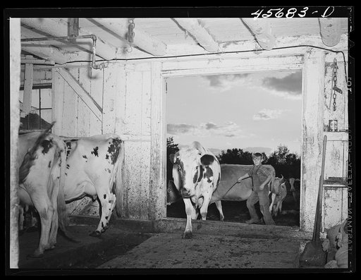 Getting the cows into the barn to be milked on the farm of Mr. William Gaynor, FSA (Farm Security Administration) dairy farmer near Fairfield, Vermont