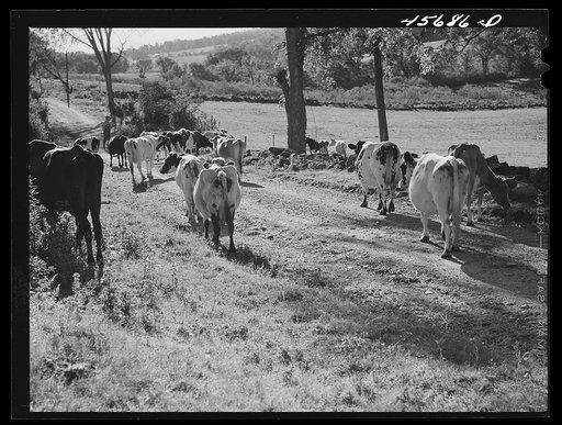 Driving cows into the pasture on the farm of W. Gaynor, FSA (Farm Security Administration) dairy farmer near Fairfield, Vermont