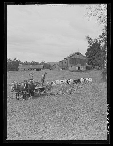 Untitled photo, possibly related to: Mr. Gaynor spreading corn for his cows in the pasture on his farm near Fairfield, Vermont