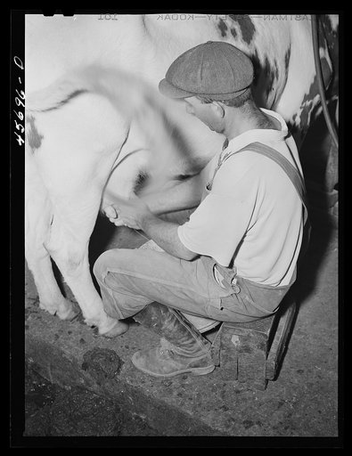 Untitled photo, possibly related to: William Gaynor milking one of his cows on his farm near Fairfield, Vermont