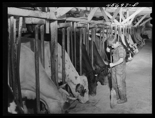 One of the Gaynor children sweeping out the barn on their farm near Fairfield, Vermont