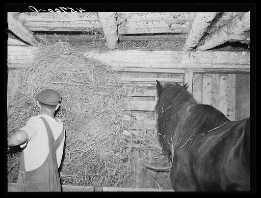 Untitled photo, possibly related to: Gathering corn to feed the cows on the farm of William Gaynor, FSA (Farm Security Administration) dairy farmer near Fairfield, Vermont