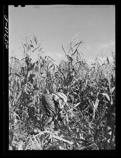 Mr. Gaynor cutting corn on his farm near Fairfield, Vermont