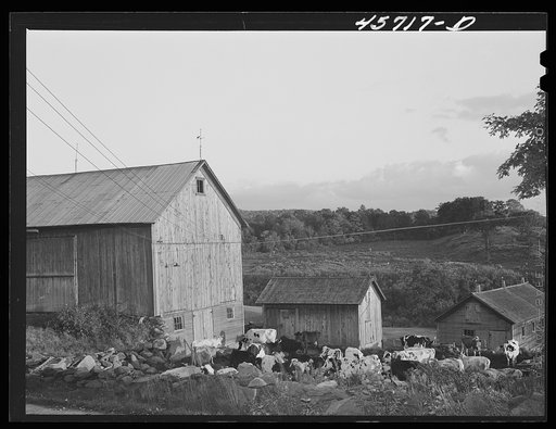 Cows waiting to get into the barn for early morning milking on the farm of Mr. William Gaynor, FSA (Farm Security Administration) dairy farmer, near Fairfield, Vermont