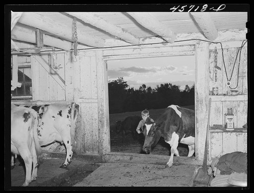 Driving the cows into the barn to be milked on the Gaynor farm near Fairfield, Vermont