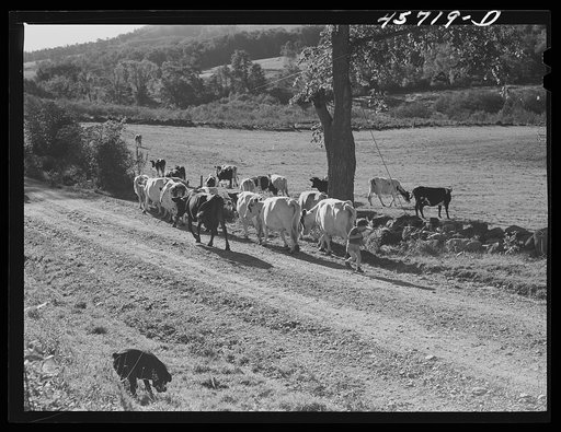 Driving the cows into the pasture on the Gaynor farm near Fairfield, Vermont