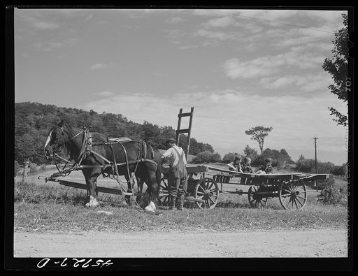 Hitching up the horses to gather corn to feed the cows on the farm of Mr. William Gaynor, FSA (Farm Security Administration) dairy farmer near Fairfield, Vermont