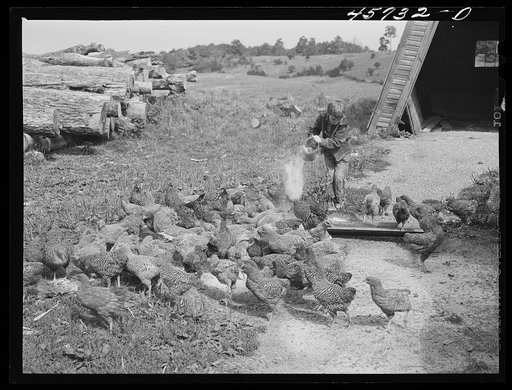Dicky Gaynor feeding the chickens on their farm near Fairfield, Vermont