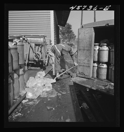 Dumping ice into a milk truck at the United Farmers' Cooperative Creamery