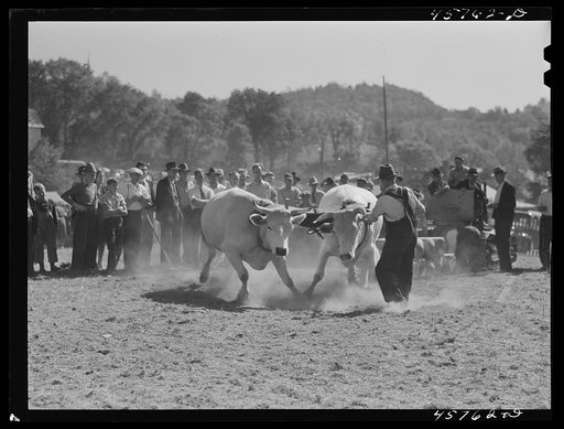 Untitled photo, possibly related to: Weight-pulling contest for oxen at the World's Fair at Tunbridge, Vermont