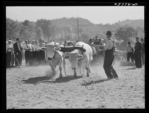 Weight-pulling contest for oxen at the World's Fair at Tunbridge, Vermont