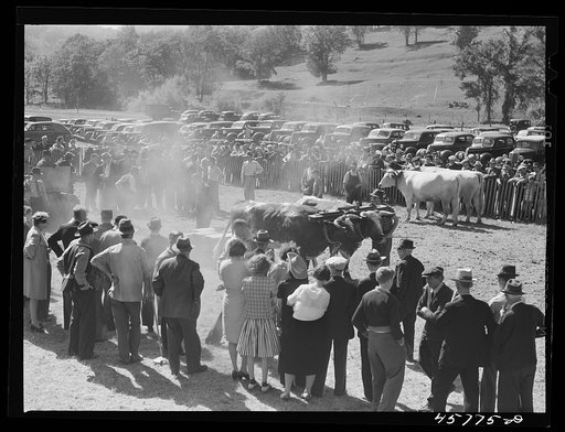Untitled photo, possibly related to: Weight-pulling contest for oxen at the World's Fair at Tunbridge, Vermont