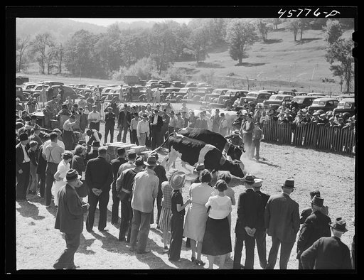 Weight-pulling contest for oxen at the World's Fair at Tunbridge, Vermont