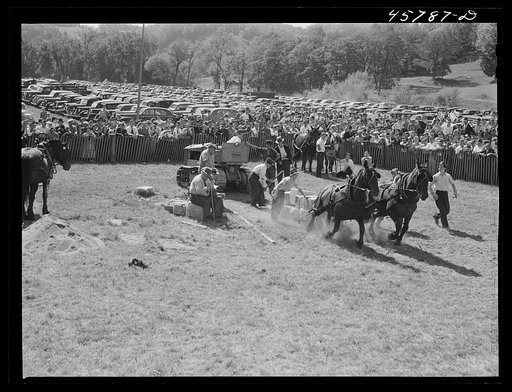 Weight-pulling contest for horses at the World's Fair at Tunbridge, Vermont