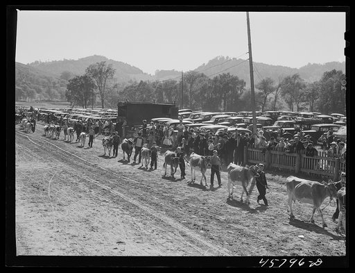 Prize-winning cattle in the parade at the World's Fair at Tunbridge, Vermont