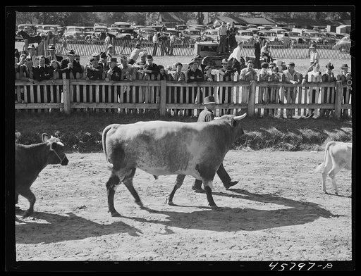 Prize-winning cattle in the parade at the World's Fair at Tunbridge, Vermont