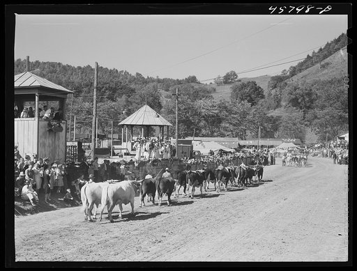 Prize-winning cattle in the parade at the World's Fair at Tunbridge, Vermont
