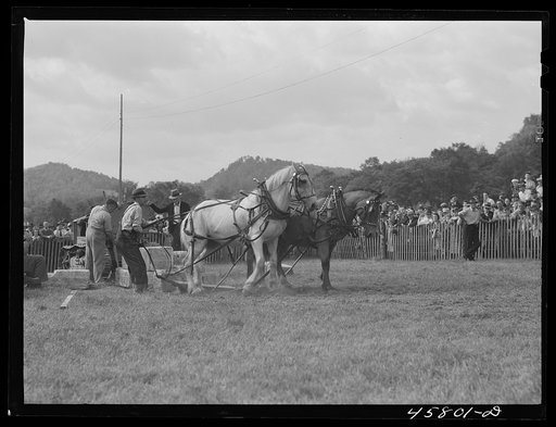 Untitled photo, possibly related to: Weight-pulling contest for horses at the World's Fair. Tunbridge, Vermont
