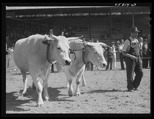 Untitled photo, possibly related to: Team oxen at the World's Fair. Tunbridge, Vermont