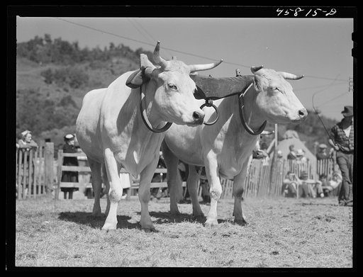 Team oxen at the World's Fair. Tunbridge, Vermont