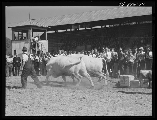 Weight-pulling contest at the World's Fair at Tunbridge, Vermont