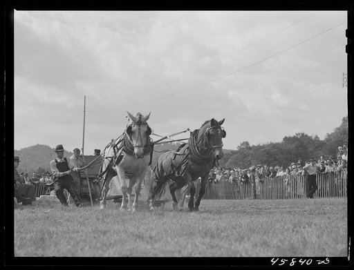 Weight-pulling contest for horses at the World's Fair. Tunbridge, Vermont
