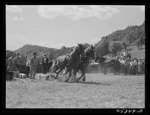 Untitled photo, possibly related to: Weight-pulling contest for horses at the World's Fair at Tunbridge, Vermont