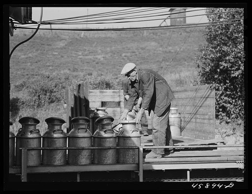 Farmer opening his milk cans at the United Farmers' Cooperative Creamery