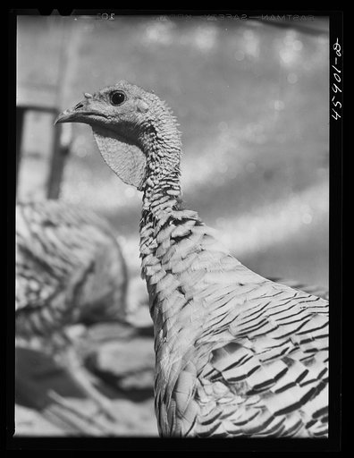 Untitled photo, possibly related to: Turkey on a farm near Enosburg Falls, Vermont