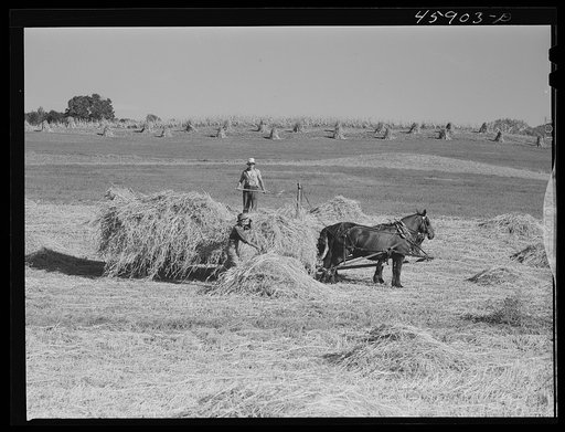 Harvesting hay near Enosberg Falls, Vermont