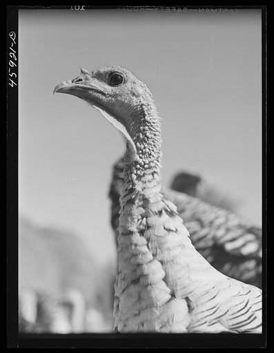 Turkey on a farm near Enosburg Falls, Vermont