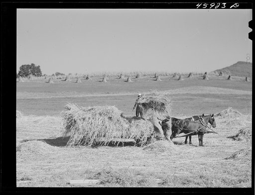 Untitled photo, possibly related to: Harvesting hay near Enosberg Falls, Vermont