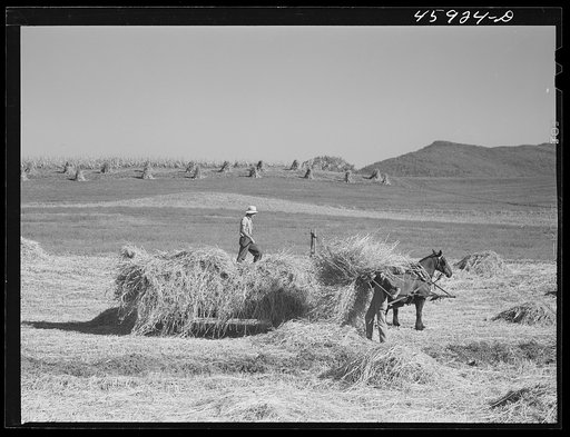 Untitled photo, possibly related to: Harvesting hay near Enosberg Falls, Vermont