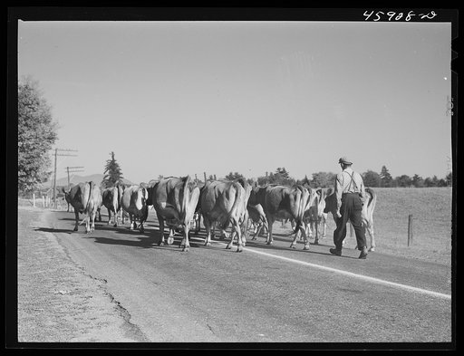 Bringing the cows home in the afternoon for milking. Near Enosburg Falls, Vermont