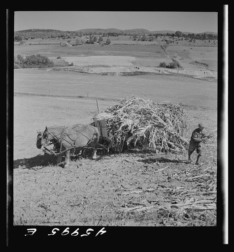Gathering corn in a field near East Fletcher, Vermont